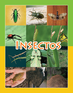 Insectos